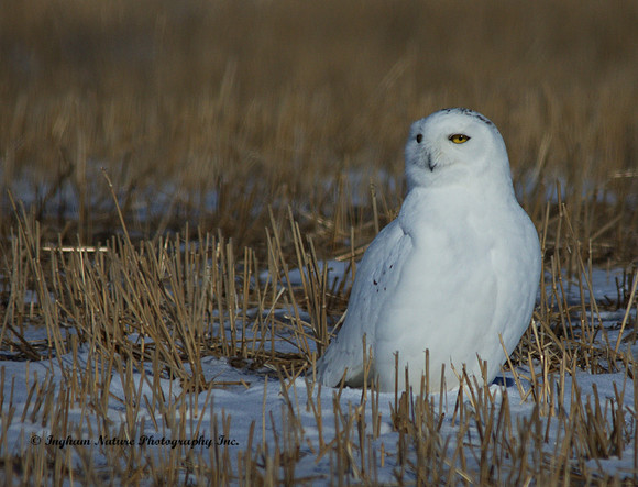 Snowy Owl - Male