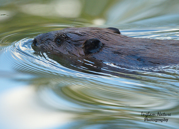 Beaver