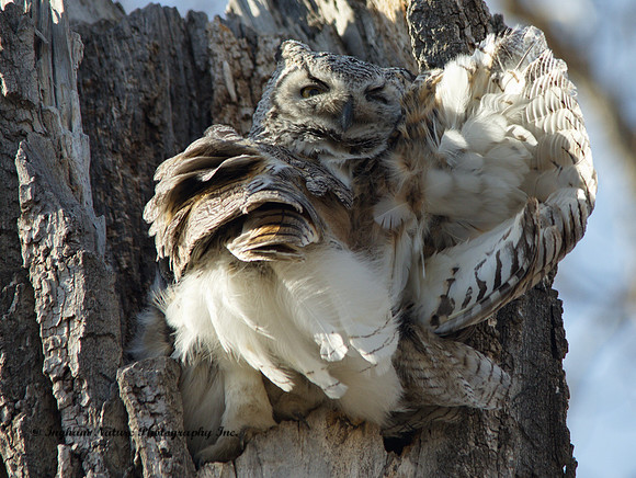 Great Horned Owl - Female