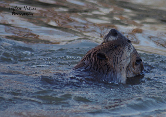 Beaver Dance