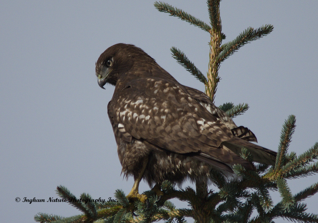 Red Tail Hawk - Juvenile