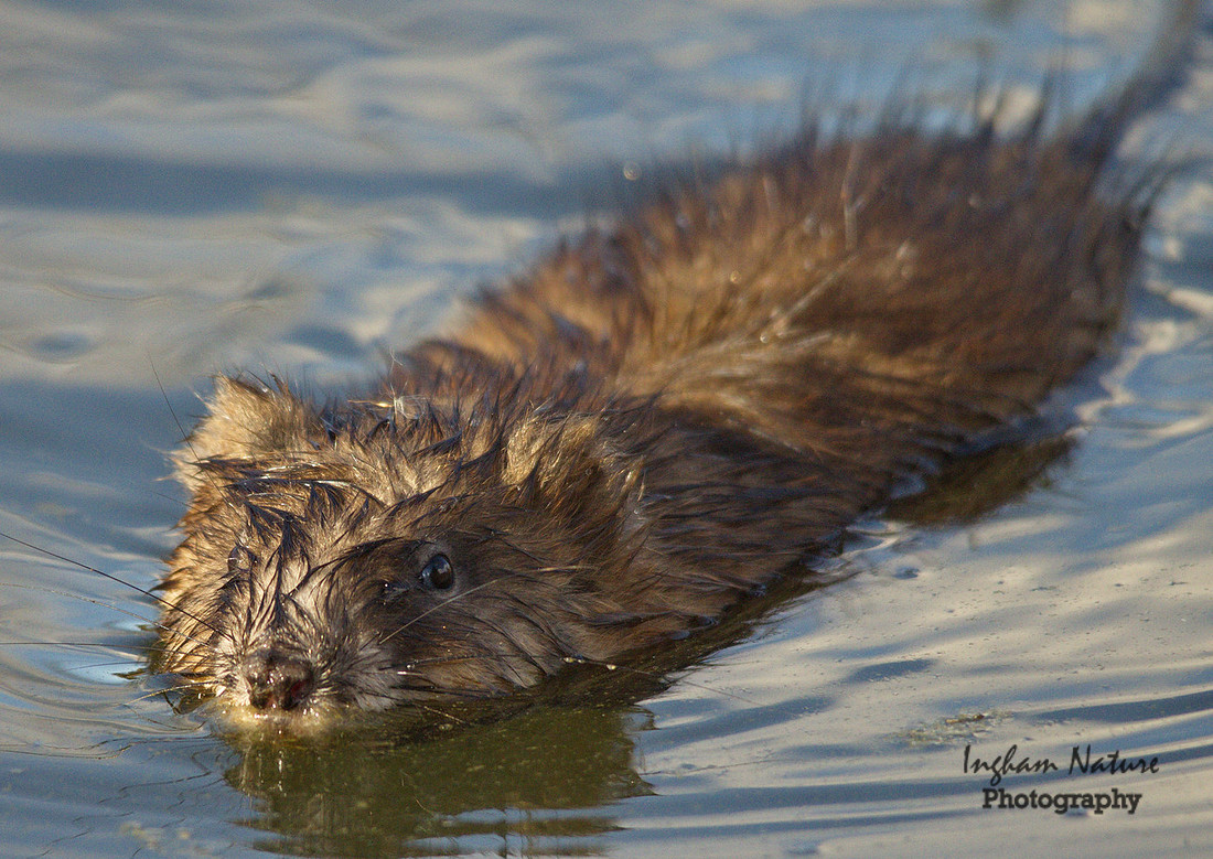 Muskrat