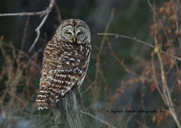 Barred Owl