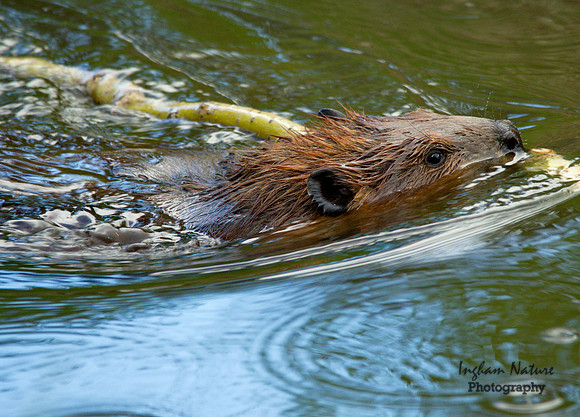 Beaver