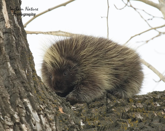 Porcupine - North American