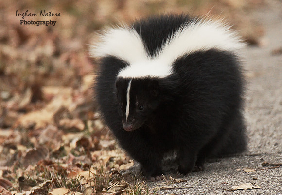 North American Skunk