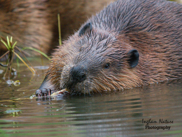 Beaver
