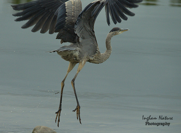 Great Blue Heron - Juvenile