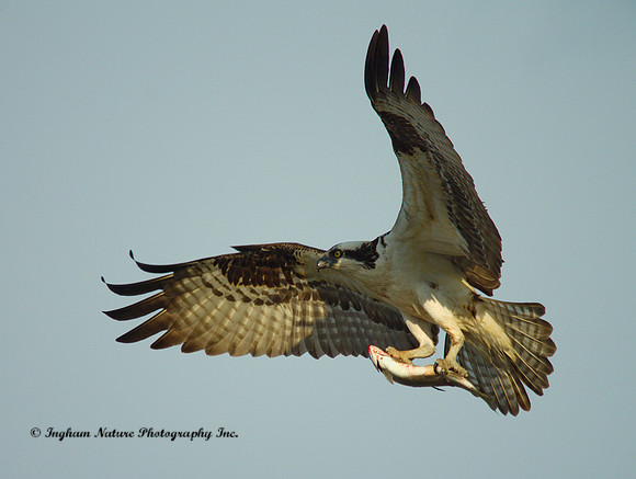 Osprey - Male