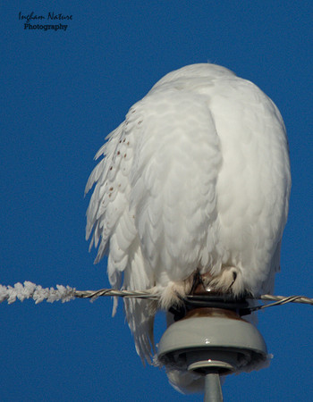 Snowy Owl