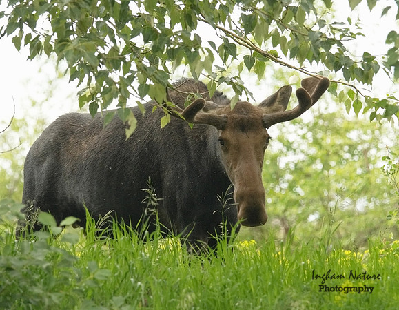 Moose - Male