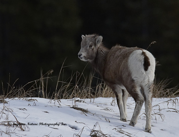 Rocky Mountain Sheep - Juvenile