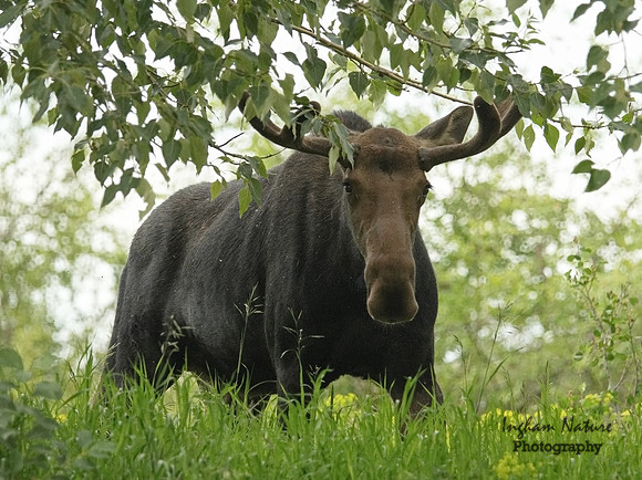 Moose - Male