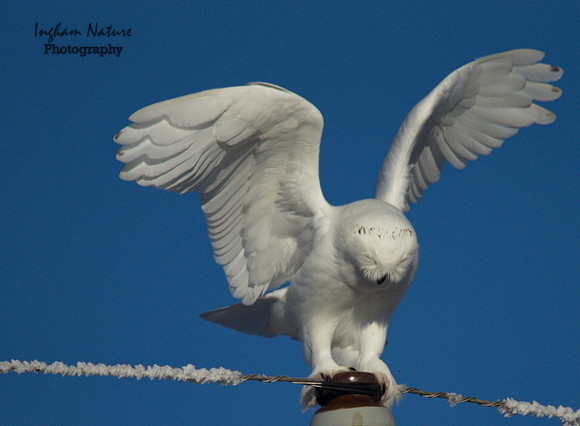 Snowy Owl