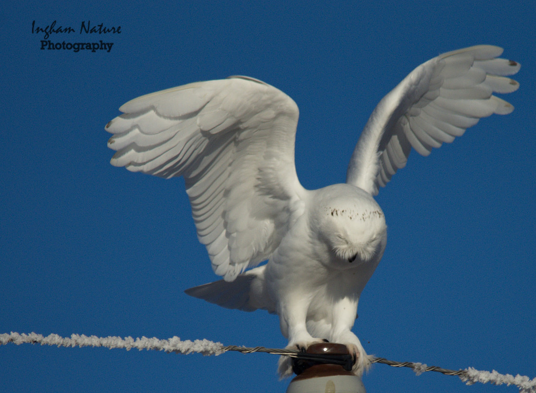 Snowy Owl