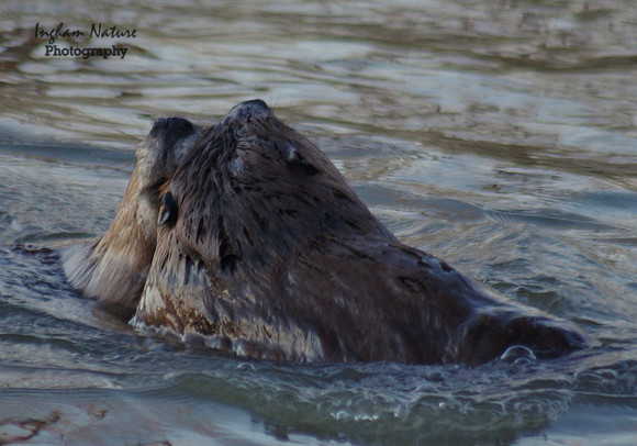 Beaver Dance