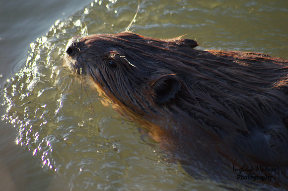 Beaver