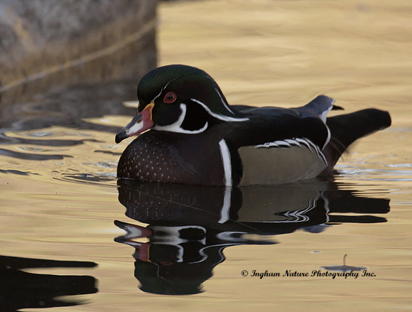 Wood Duck - Male