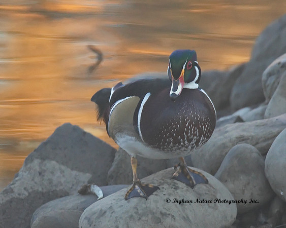 Wood Duck - Male