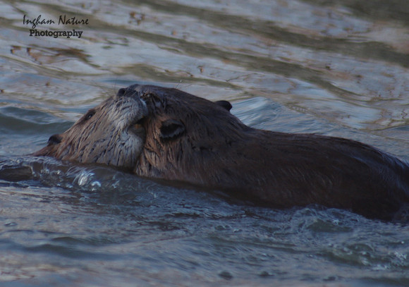 Beaver Dance
