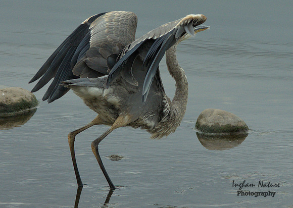 Great Blue Heron - Juvenile