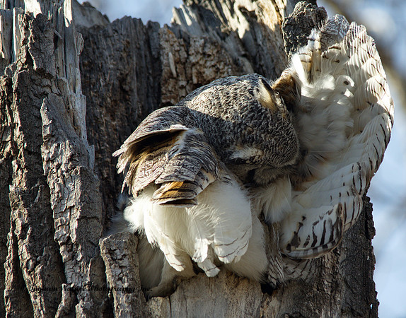 Great Horned Owl - Female