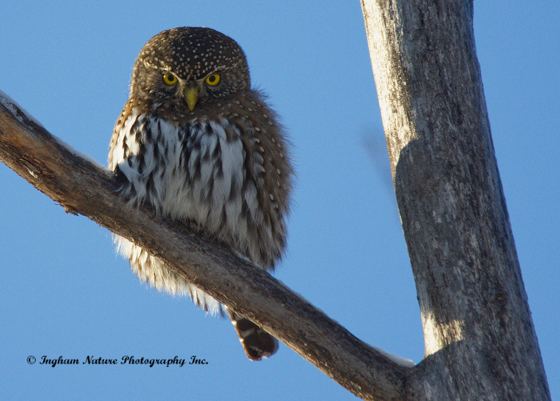 Northern Pygmy Owl