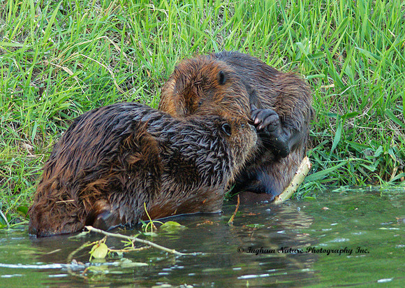 Beavers (male and female)