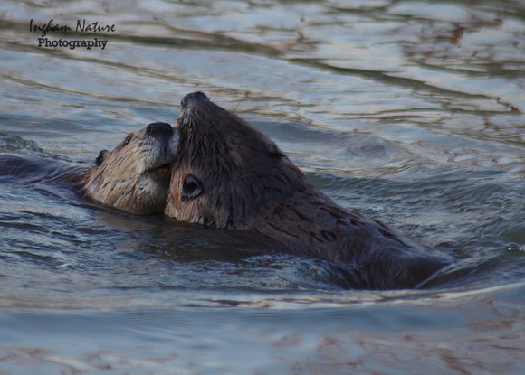 Beaver Dance