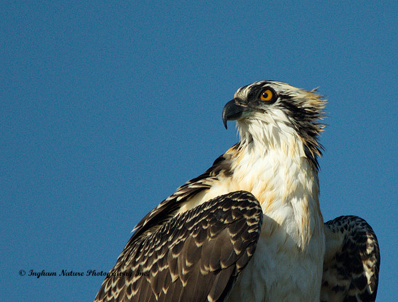 Osprey - Junior #3