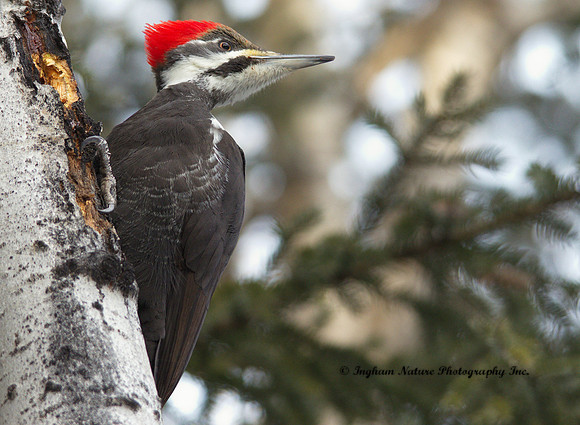 Pileated Woodpecker