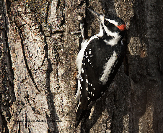 Woodpecker - Hairy (Male)