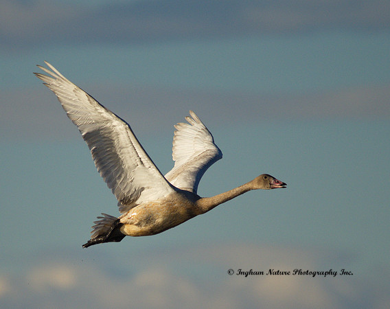 Swan - Tundra (Juvenile)