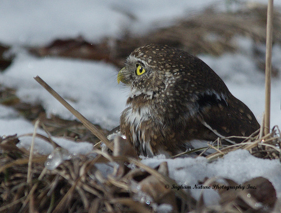 Northern Pygmy Owl