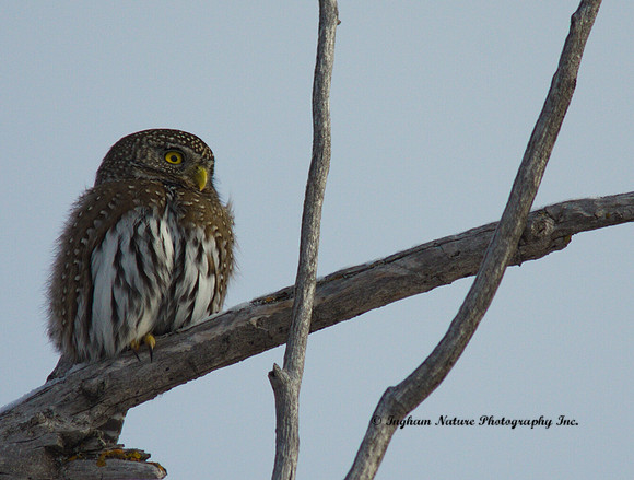 Northern Pygmy Owl