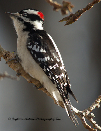 Downy Woodpecker - Male