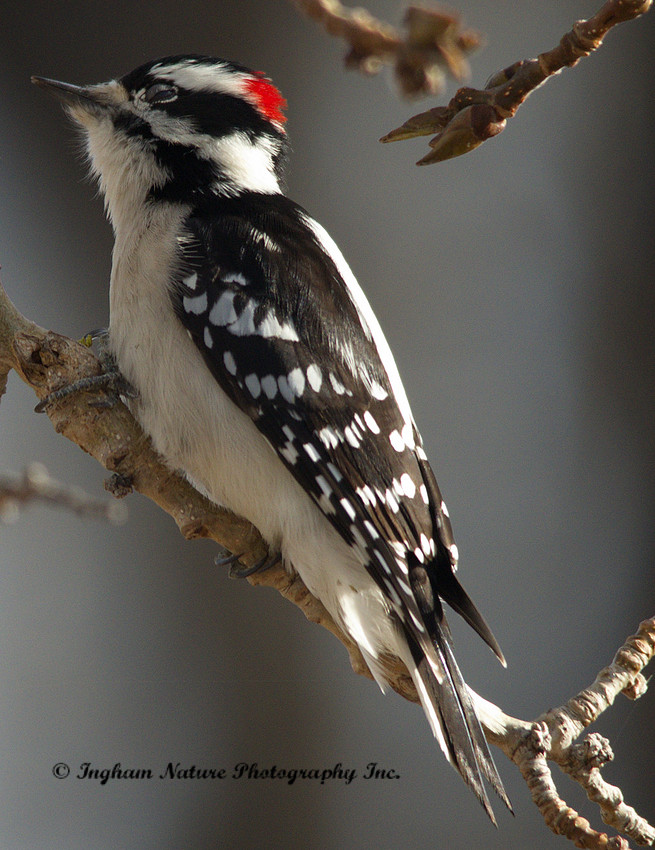 Downy Woodpecker - Male