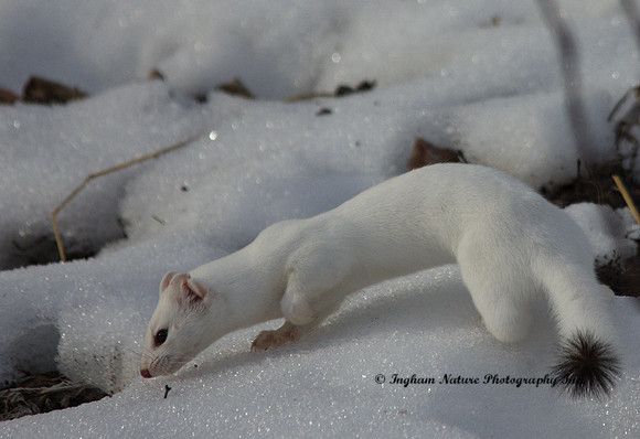 Weasel