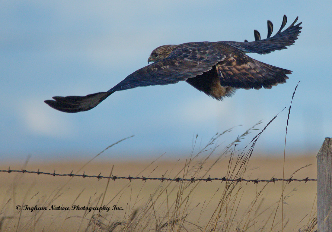 Hawk - Swainson's
