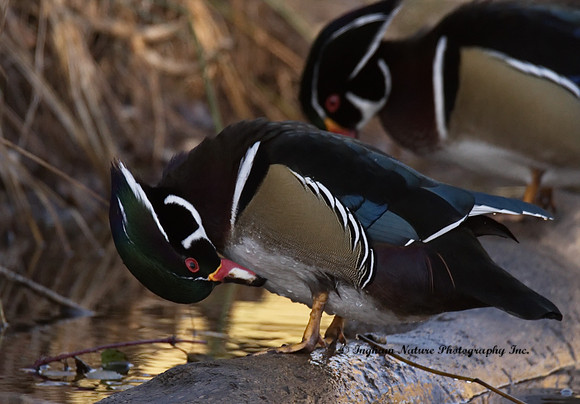 Wood Duck - Male