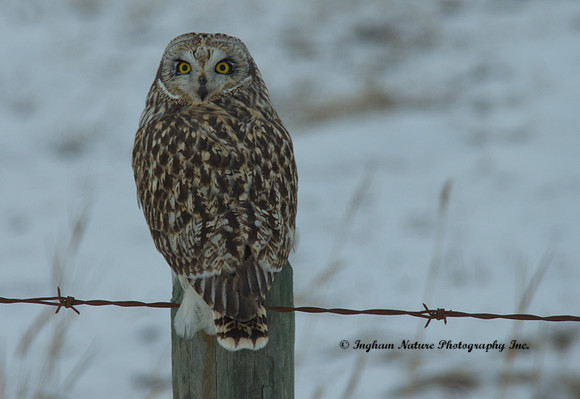 Short eared owl