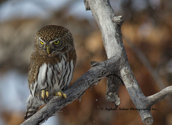Northern Pygmy Owl