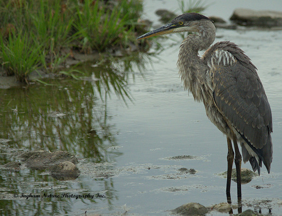 Great Blue Heron - Juvenile