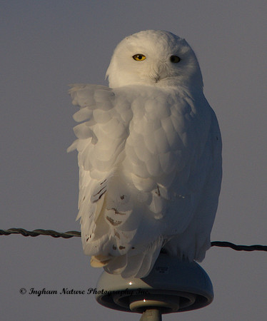 Snowy Owl