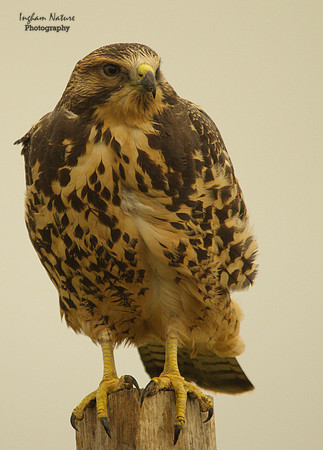 Hawk - Swainson's