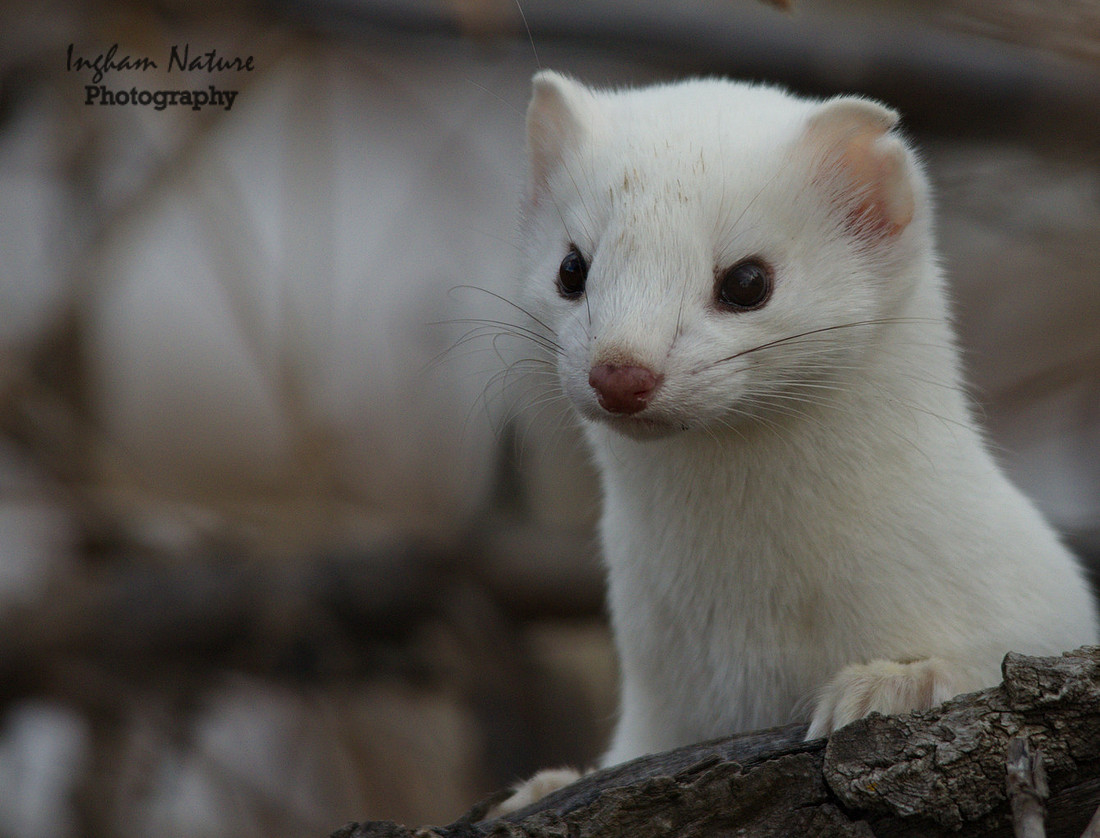 Weasel - Short Tailed