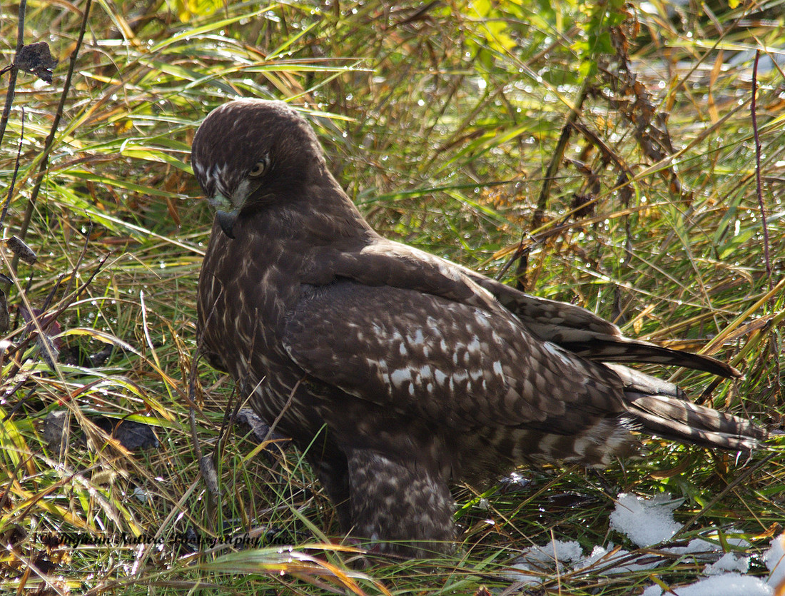 Red Tail Hawk - Juvenile