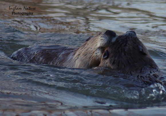 Beaver Dance