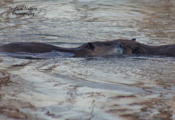 Beaver Dance