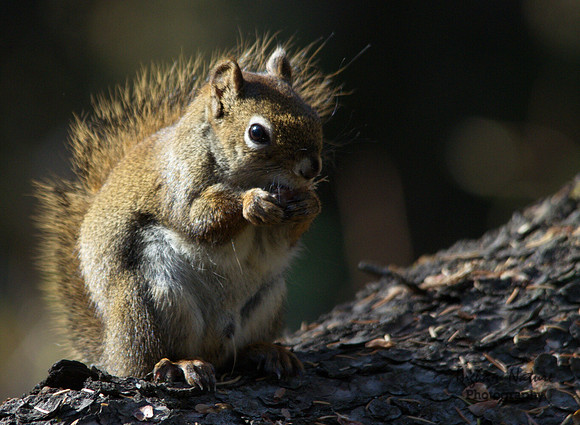 American Red Squirrel